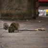 Subway Study Shows Which Boroughs Have The Most Rats, Filth, Darkness